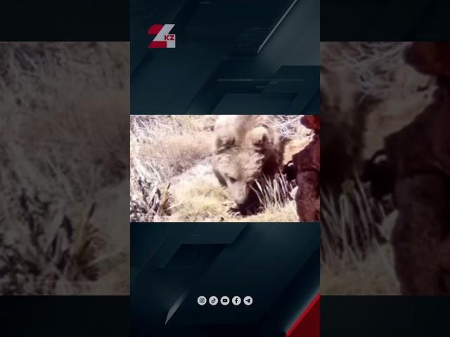 Бурый медведь попал в фотоловушку в Казахстане #24kz #новости #казахстан