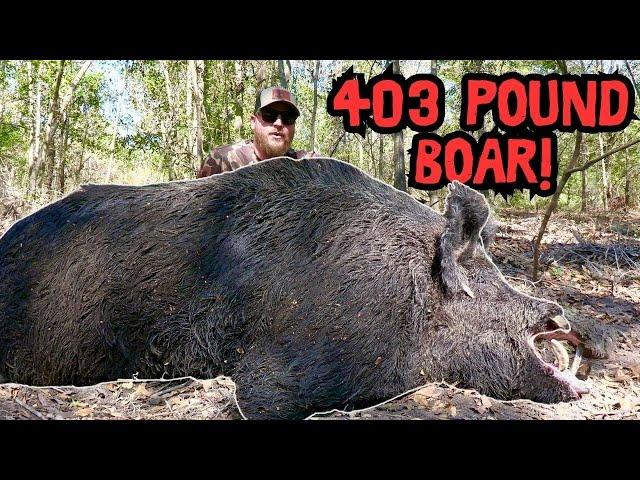 Hunt For The Biggest Boar I Have Ever Seen!