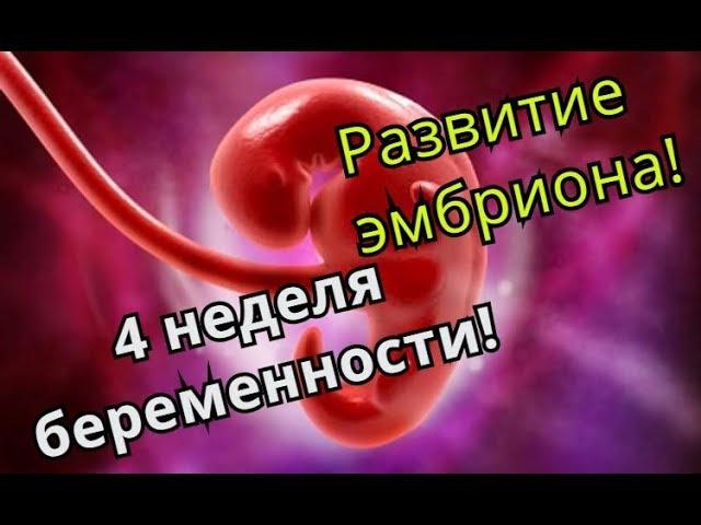 Календарь беременности: 4 неделя беременности (ч. 1)! Развитие эмбриона!