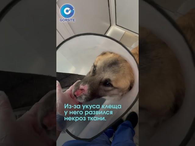Пса без носа спасают новосибирские волонтёры