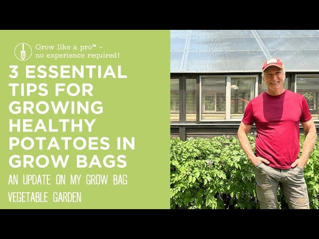 3 Essential Tips for Growing Healthy Potatoes in Grow Bags