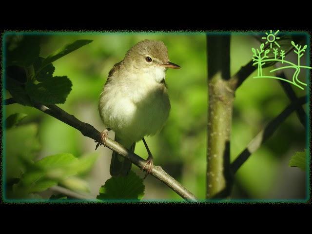 Голоса птиц Как поёт Камышовка садовая (Acrocephalus dumetorum)