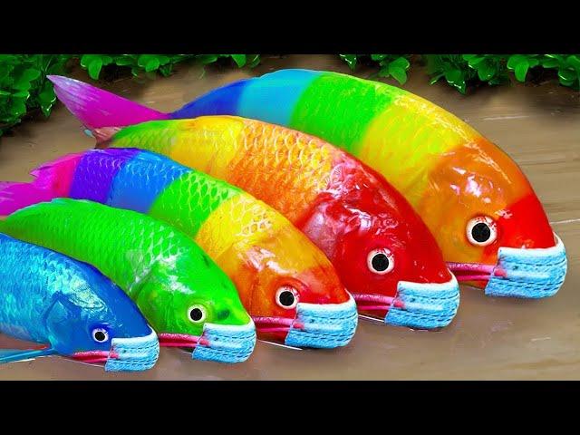 Stop Motion Cooking ASMR Colorful Eggs, Pink Catfish, Rainbow Fish | Cartoon Funny Animation