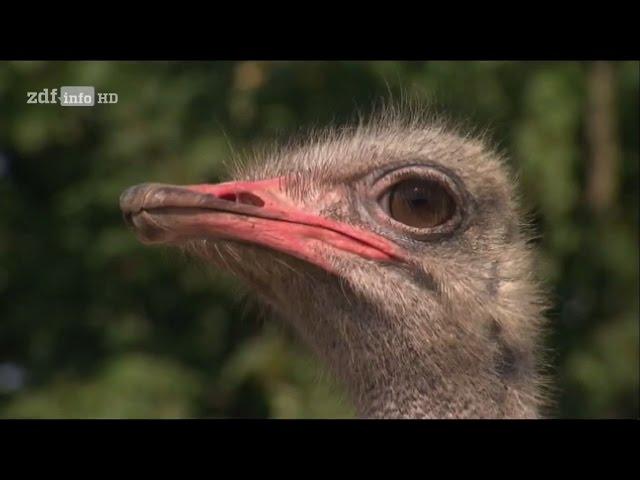 [Doku] Riesenei im Nest - Straußenzucht an der Ostsee [HD]