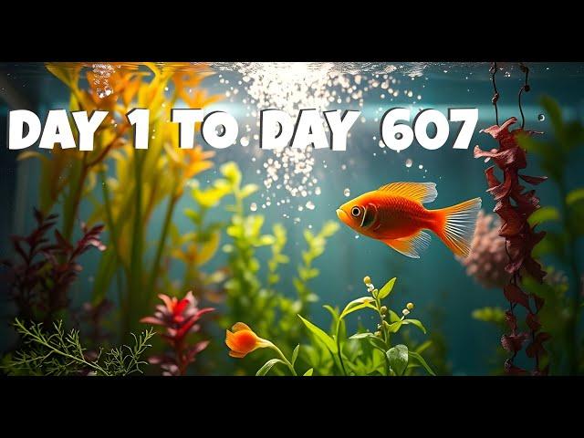 Self Sustaining Ecosystem Aquarium.  No Filter, No Water Change, No CO2