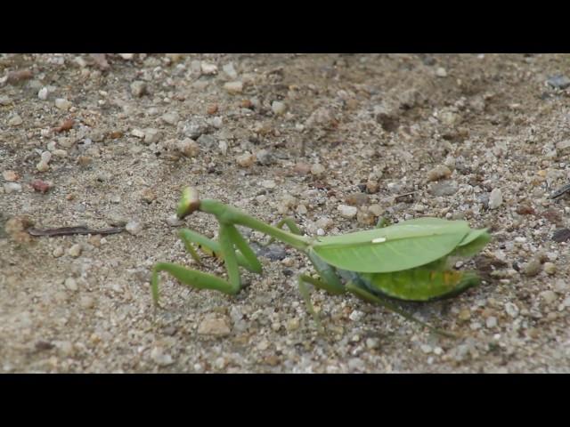 Mantis religiosa