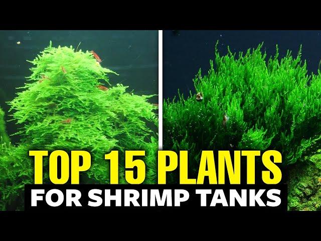 The 15 BEST Plants for Shrimp Tanks