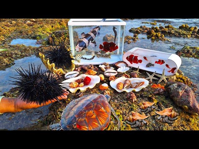 Find conch hermit crabs snail, colorful fish in the sea, seahorses, sharks, ornamental fish, turtles