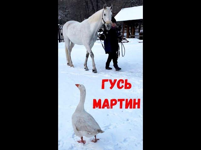 Коломенский гусь Мартин и Настя