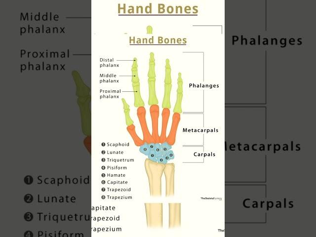 Bones #skull #bones #medico #biology #medical #science