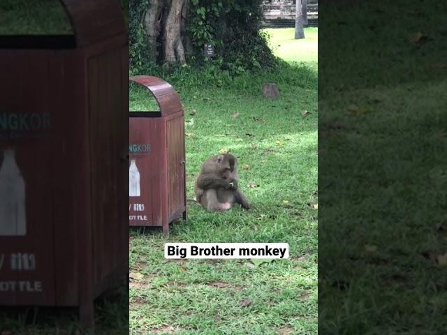 Do you know me ? I’m big Brother monkey in Angkor wat #shorts #monkey