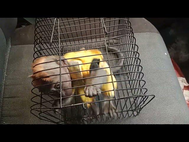 cute monkey doesn't want to be in a cage in a car