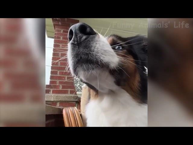 Best Funny Animal Videos 2024  - Funniest Dogs And Cats Videos 