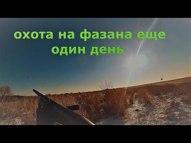 Охота на фазана на Дальнем Востоке# еще один день с мр-155