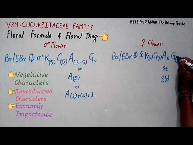 Cucurbitaceae Family || Gourd Family || Floral Formula and Floral Diagram of Cucurbitaceae