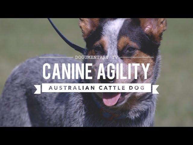 AUSTRALIAN CATTLE DOG: CANINE AGILITY