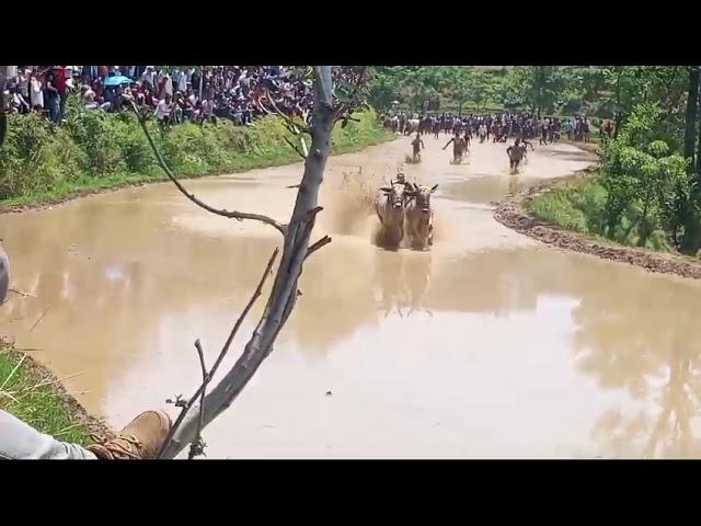 shootu mirza OX race part 1 village dahlori jamola Dangal place dhanora dhani dar