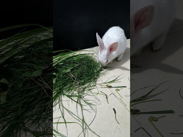 Rabbit #rabbitvlog #shortsfeed #viral