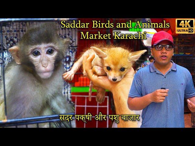 Saddar Exotic Birds and Animals Market Karachi | Unique and rare Parrots | سوق الحيوانات والطيور