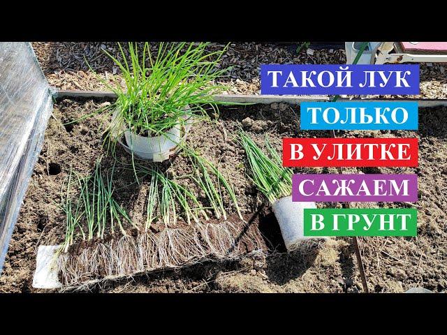 Рассада лука из улитки, посадка в грунт