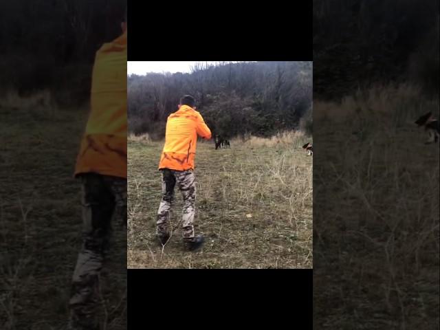 мои собаки спасли меня от дикого кабана #cinghiale #chasse #wildboar #охота #дикий кабан