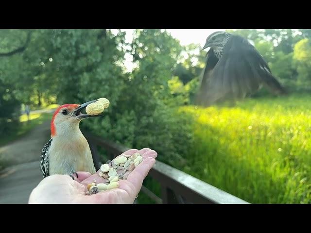 Hand-feeding Birds in Slow Mo - Red-bellied Woodpecker, Red-winged Blackbird