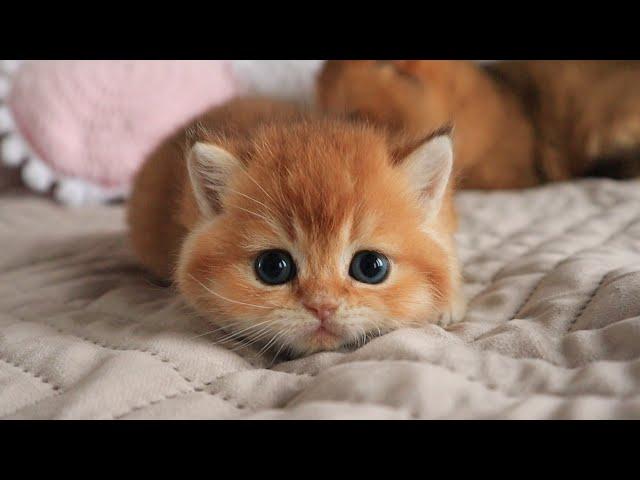 Once upon a time there was one cutest kitten... 