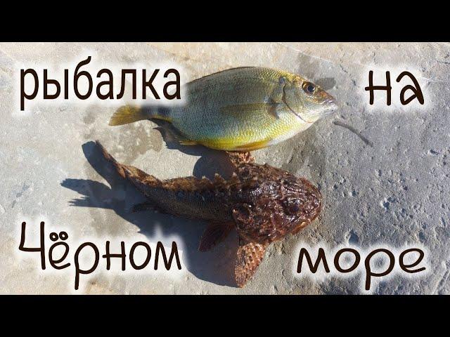 Рыбалка на Чёрном море с берега морской карась зеленушка скорпена морской окунь  Fishing in the Blac