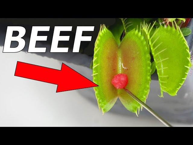 Top 10 Venus Flytraps - Compilation