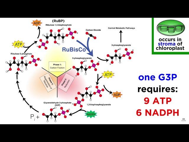 Photosynthesis: Light Reactions and the Calvin Cycle