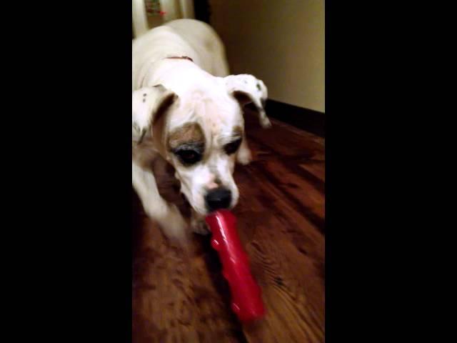 American bulldog Bulka and her new toy