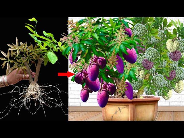 New Grafting Mango With Sweetsop Using Raw milk and Eggs |​ How to Growing plant At Home