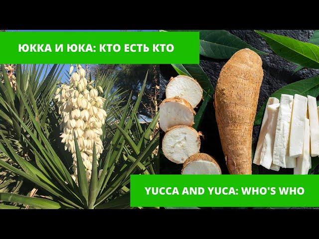 Юкка или юка (маниока) в чем разница