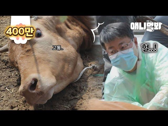 Inside The Belly Of A Cow Just Given Birth..!