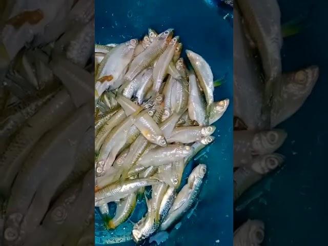 bersihin ikan seluang mau di goreng cocol sambal terasi #shorts