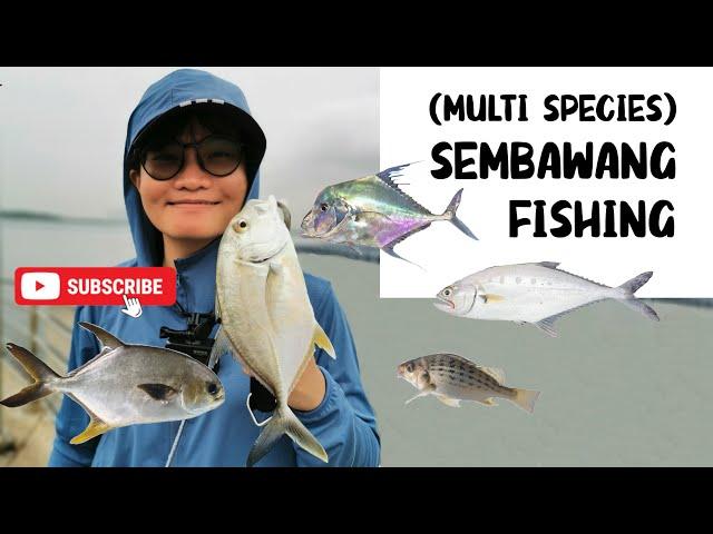 Multi Species SALTWATER AJING at Sembawang #fishinginsingapore #ultralightfishing