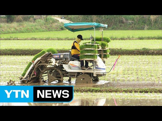 논·밭농사 1년 내내 대신 지어드려요 / YTN (Yes! Top News)