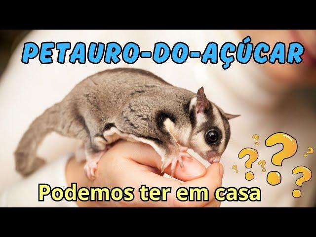 VOCÊ CONHECE O PETAURO-DO-AÇÚCAR? TAMBÉM CHAMADO DE PLANADOR-DO-AÇÚCAR? PODE TER EM CASA? QUE LINDO!