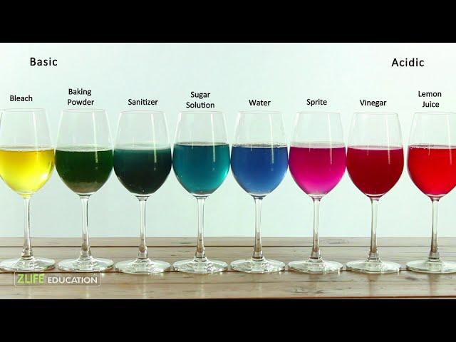 Red Cabbage Indicator Colors : Chemistry Experiment for Kids to do at Home