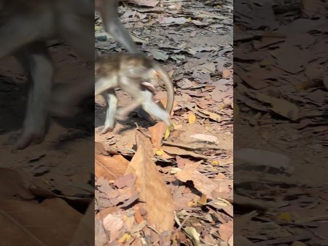 #animals #angkorwat #monkey #asia #adventure #viralshorts