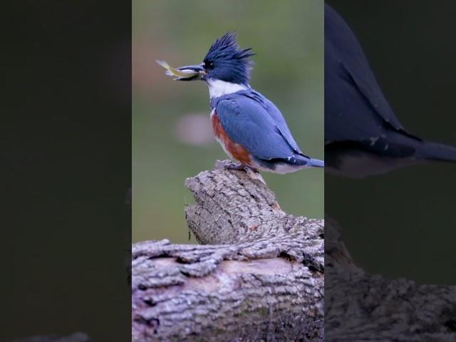 Kingfishers are one of my favorite visitors to our pond. #beltedkingfisher #wildlife #nature