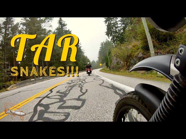 TAR SNAKES!!! 