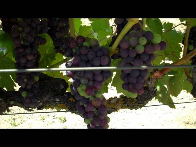 What it takes to grow world-class Zinfandel