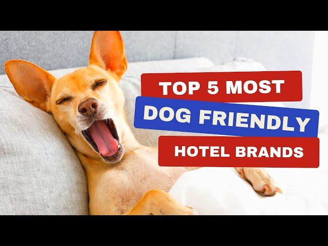 Top 5 Most Dog-Friendly Hotel Brands