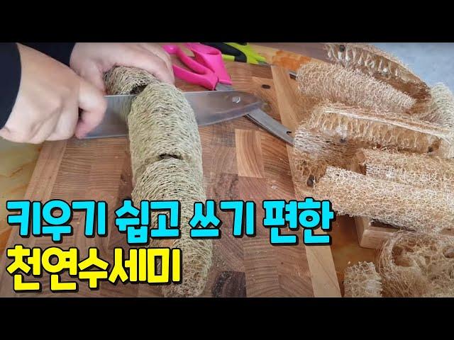 4 ways to cut natural loofah, how to grow loofah