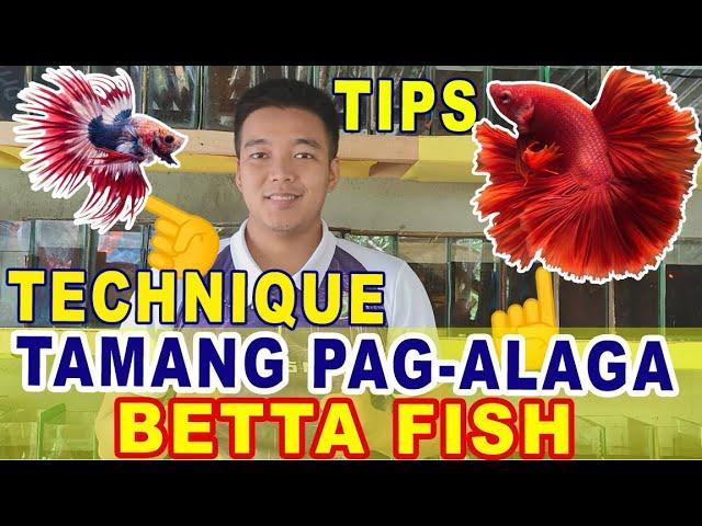 PROPER CARE OF BETTA FISH | TIPS AND TECHNIQUE | VLOG # 45