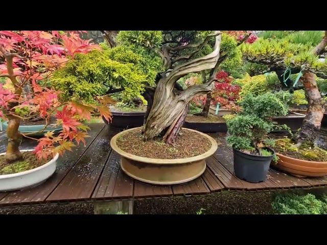 Greenwood bonsai nursery tour