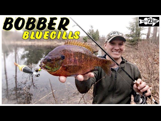 Bobber Fishing Spring Bluegill From the Bank