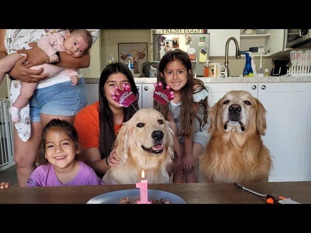 Golden Retriever Gordie first Birthday | Oshie's World