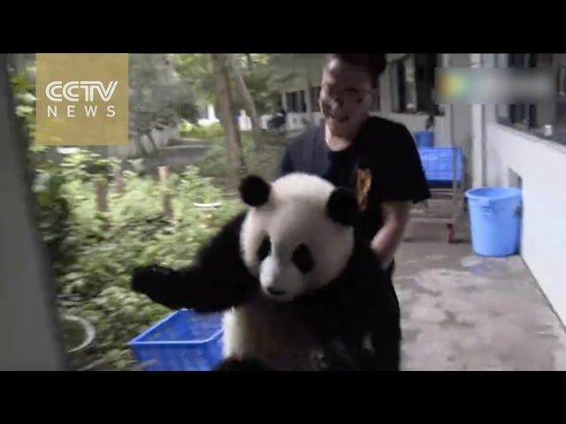 Cuteness overload: Conversation between panda and his keeper